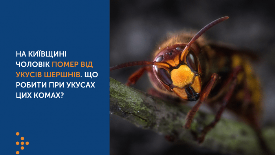 НА КИЇВЩИНІ ЧОЛОВІК ПОМЕР ВІД УКУСІВ ШЕРШНІВ. ЩО РОБИТИ ПРИ УКУСАХ ЦИХ КОМАХ?